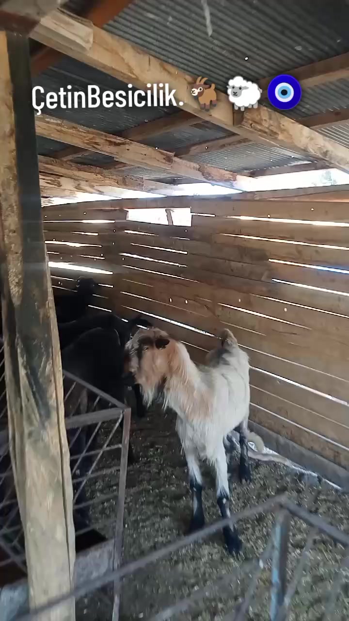 @Haşmet Çetin