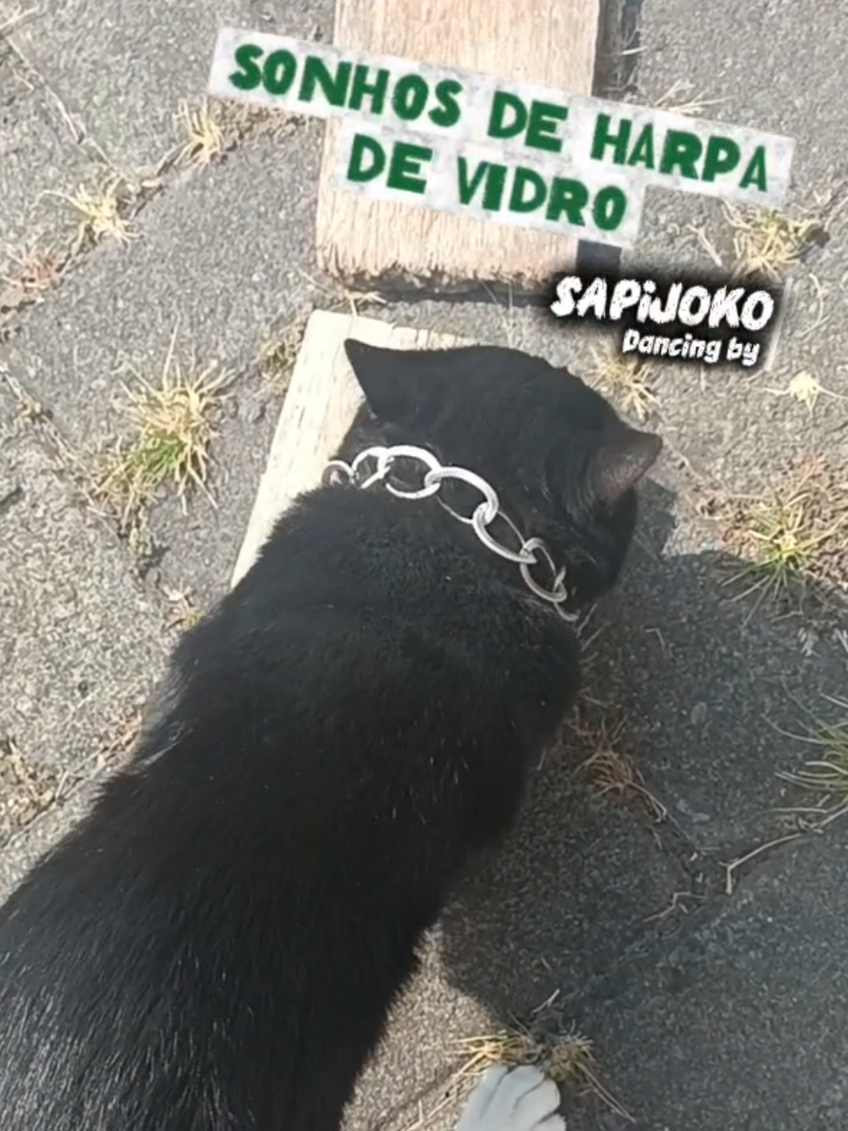 @sapijoko