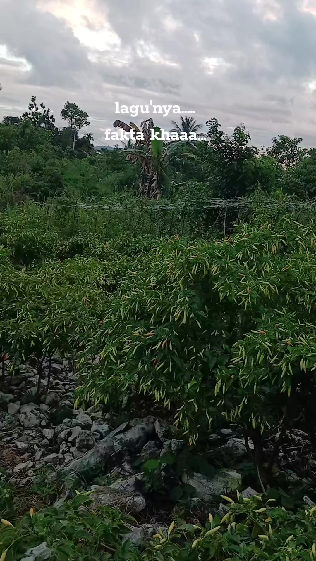 @Rica pala.333