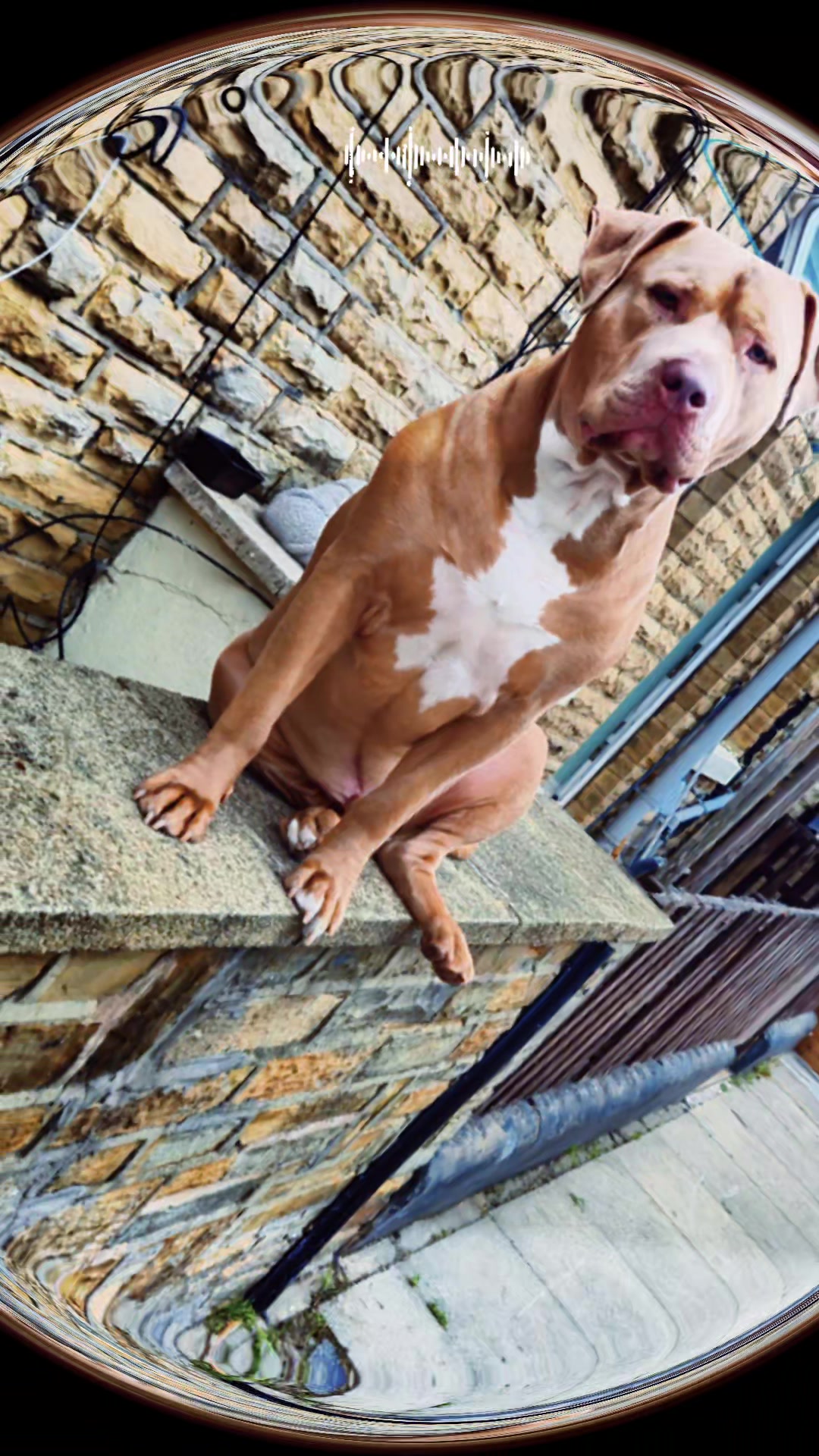 @Zeus.Bella1