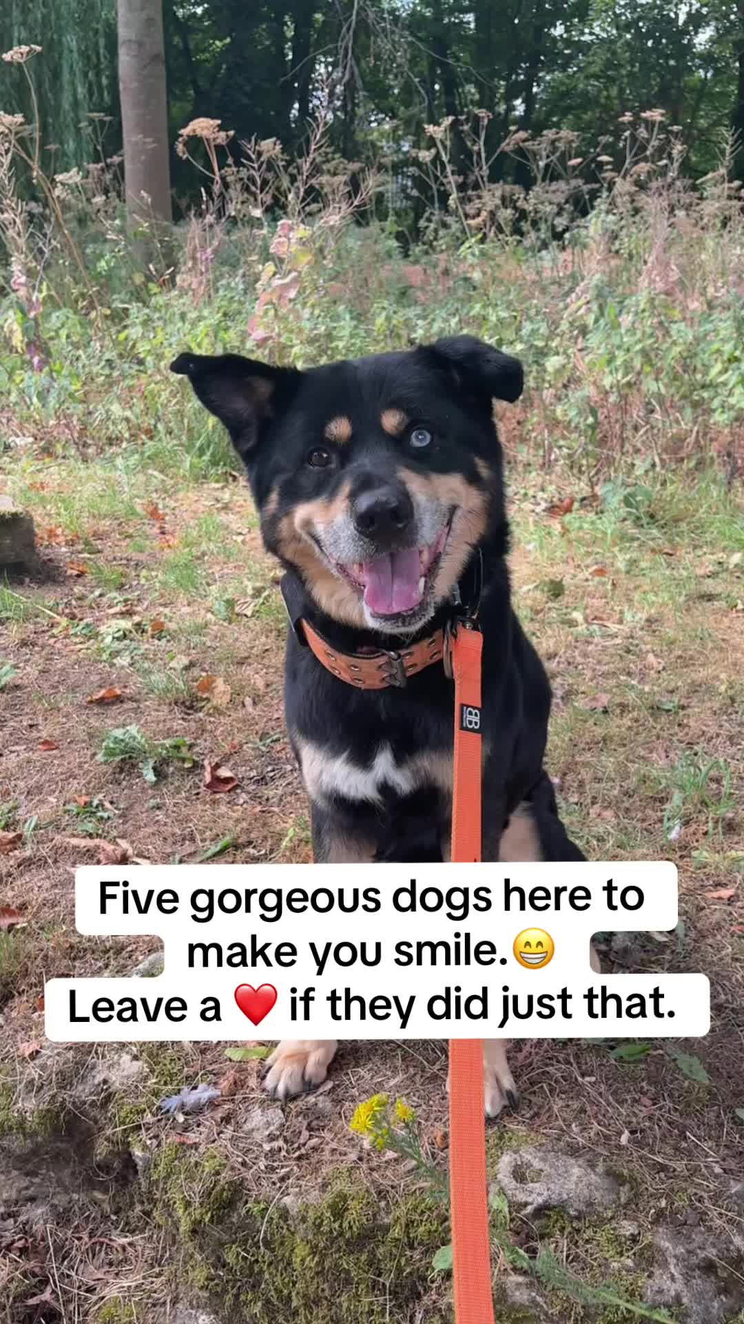@Pawsome Fivesome