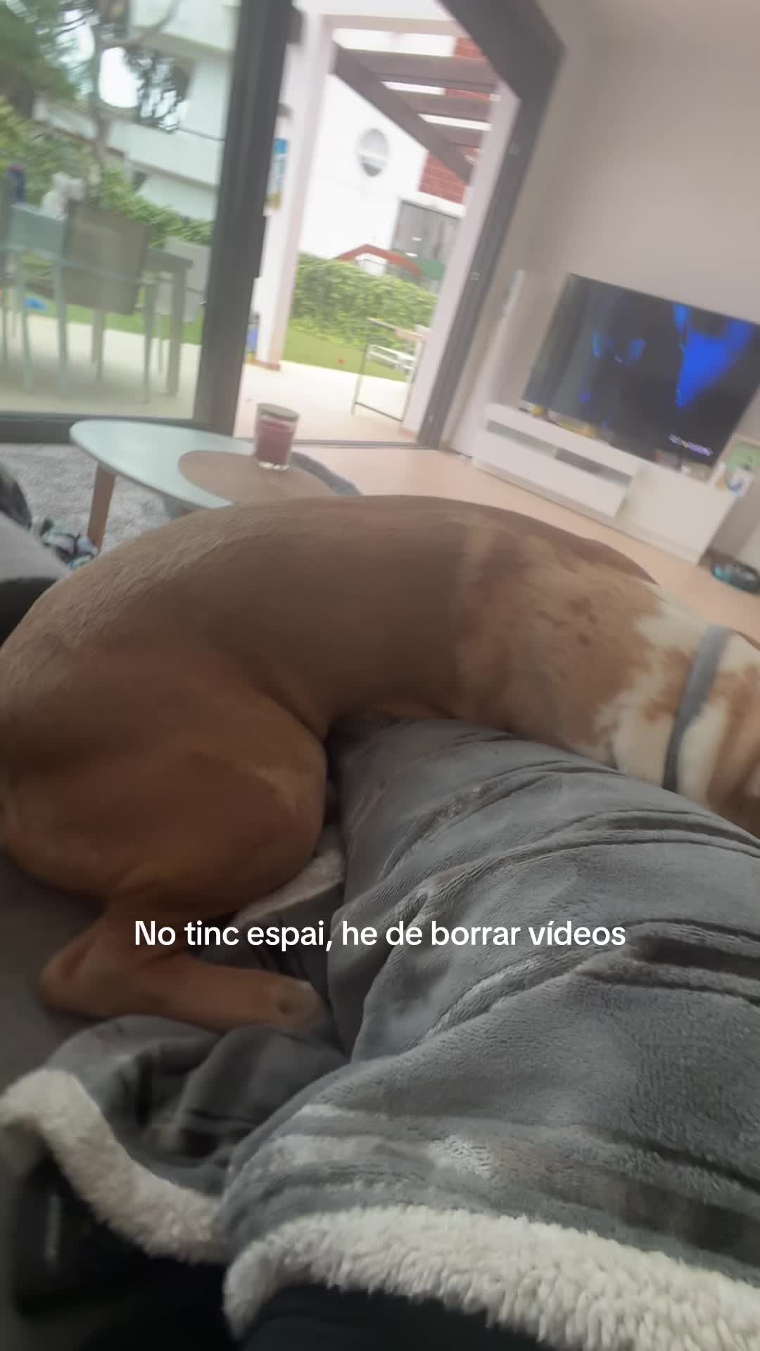 @ssarareinaa