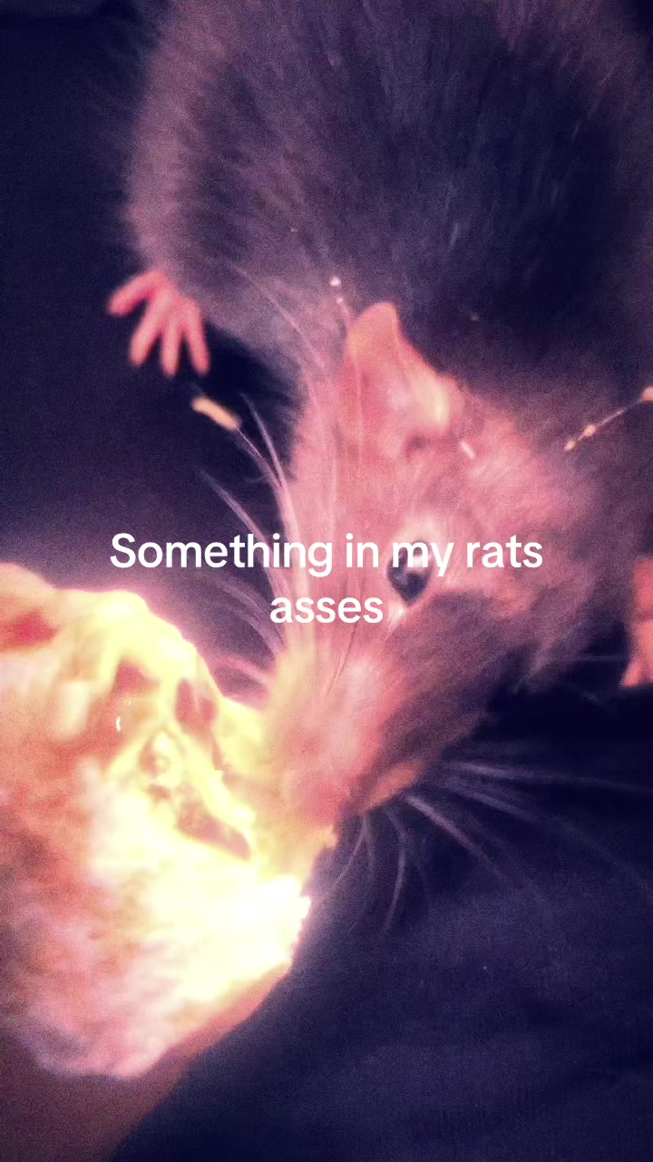 @𐕣 ⌗.𝓚𝓪𝓽.𐕣 𖤐 𐕣