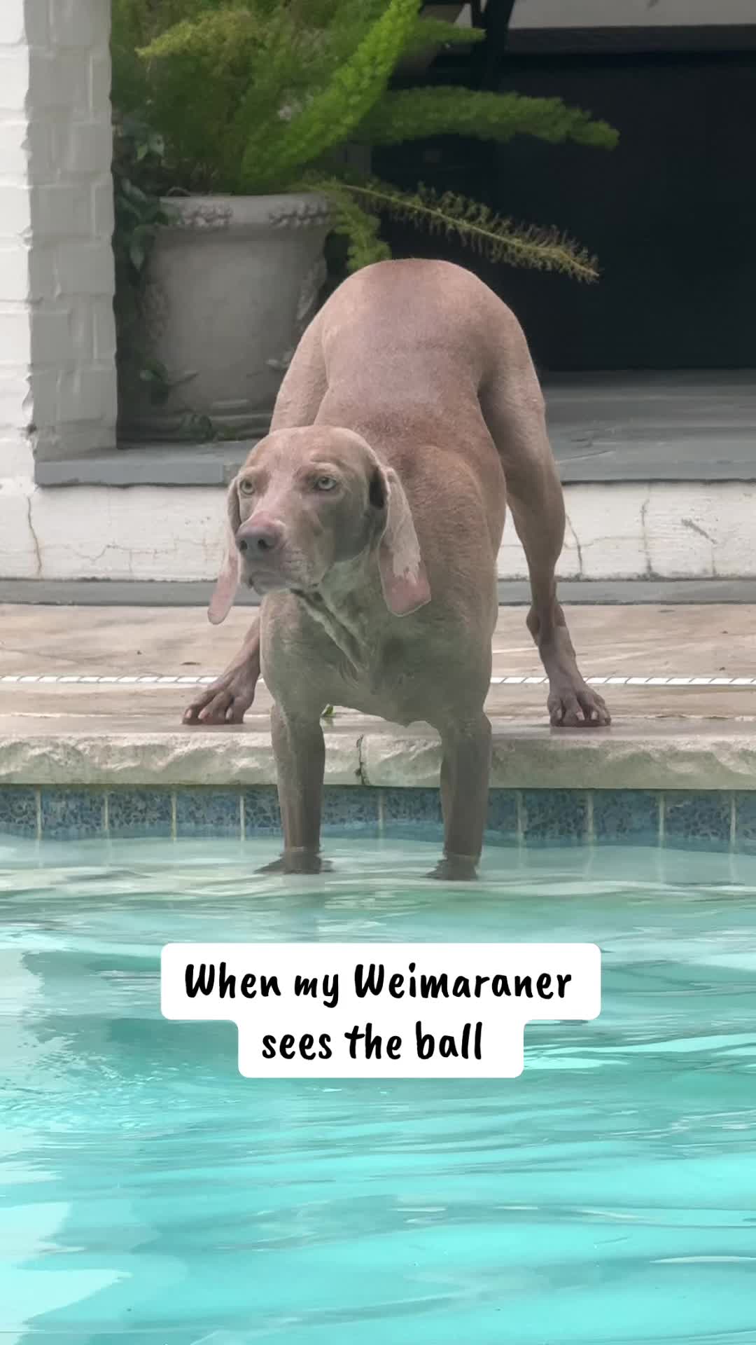 @Zoey the Weim