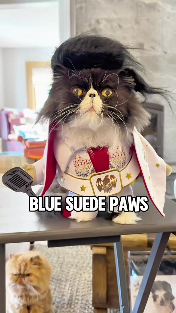 @Walter Bishop The Cat