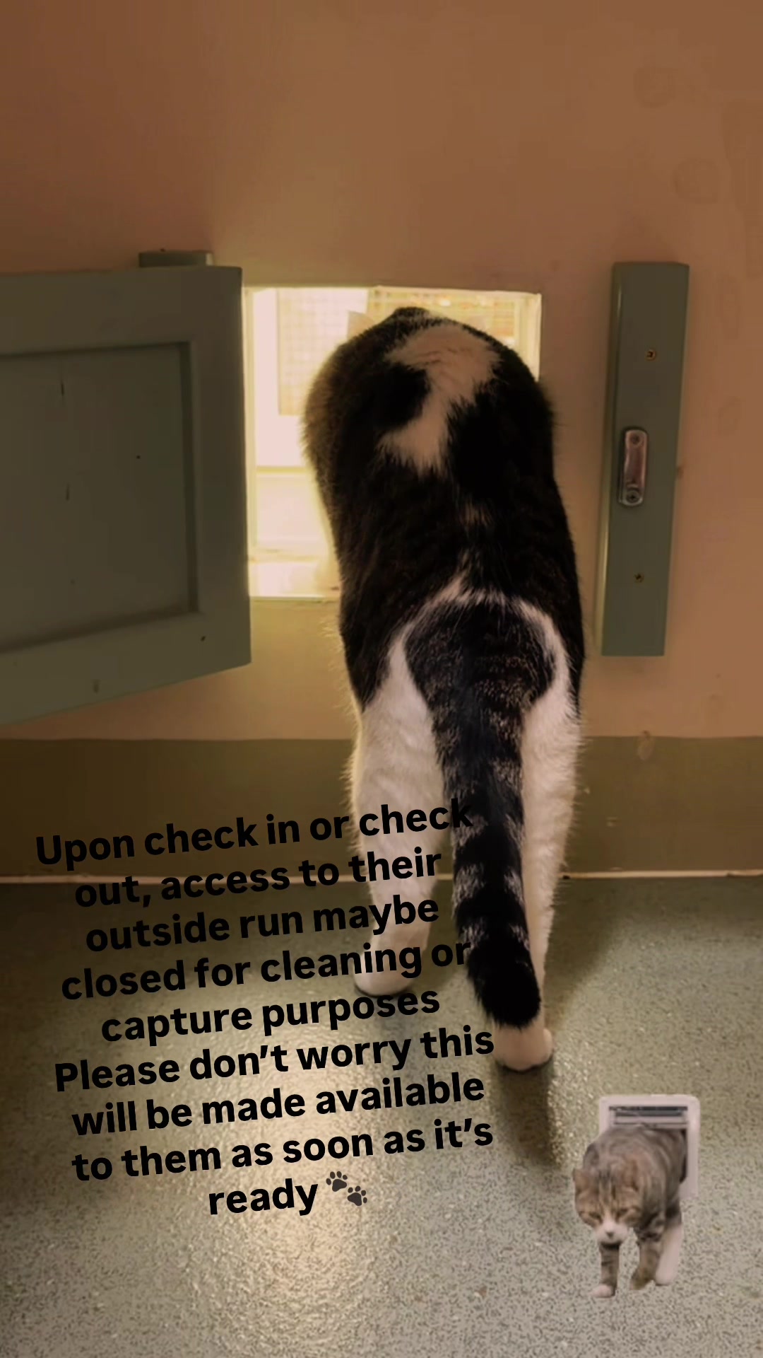 @Herongate Village Cattery