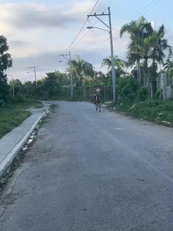 @El tal caballista ese 🤠