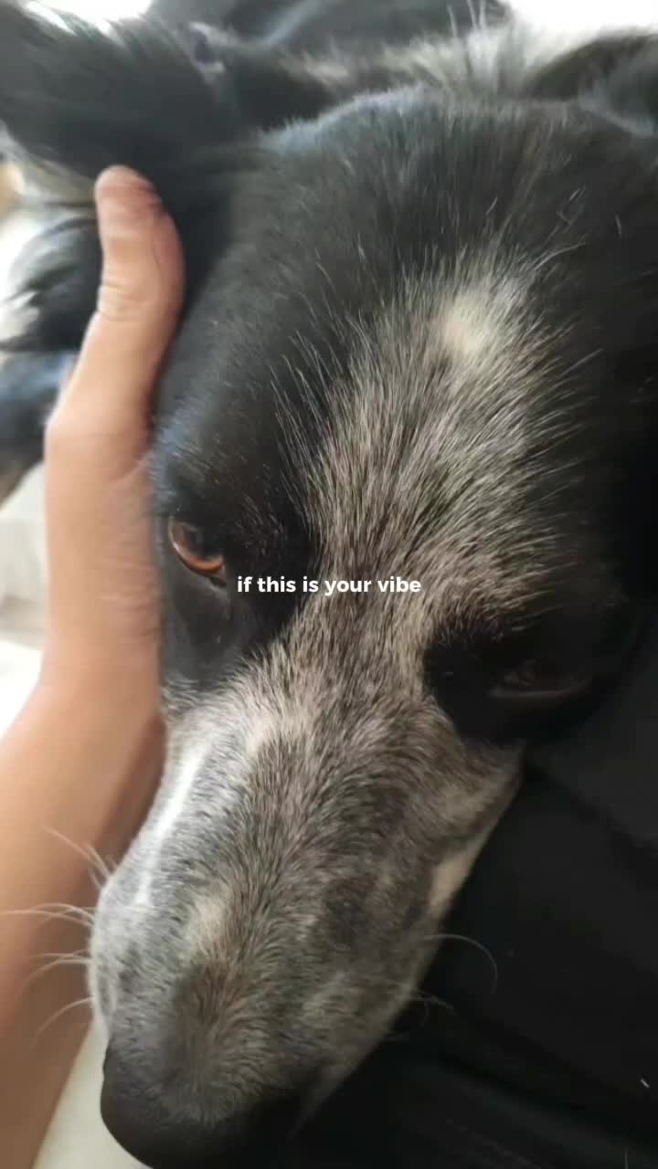 @Bordercollies Anonymous Club