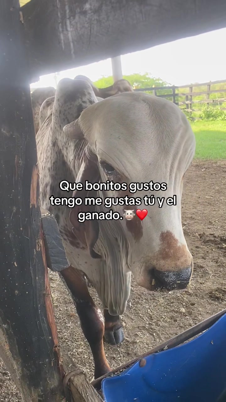 @Castañeda Rubio 🤠❤️