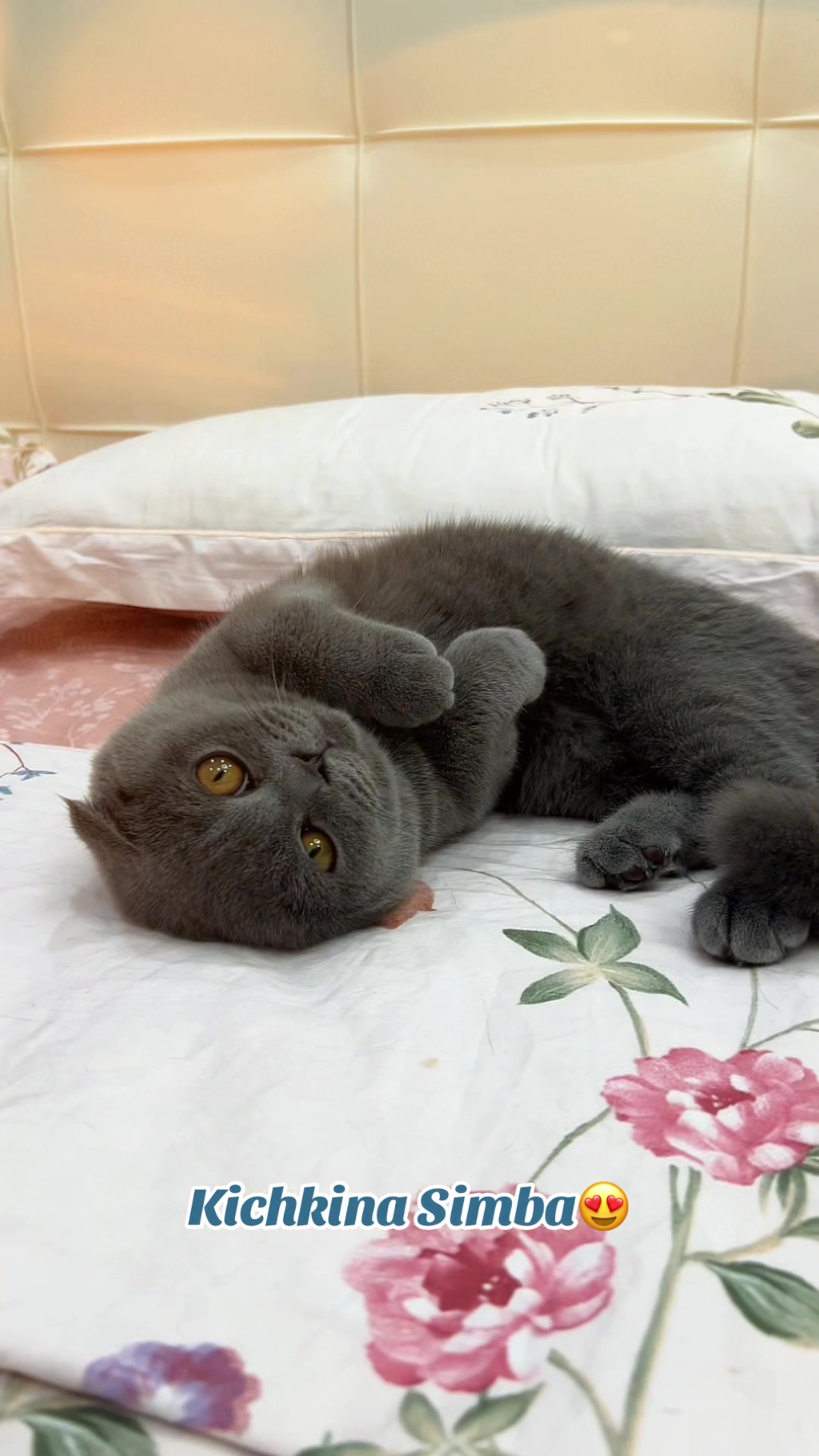 @kittens_uz