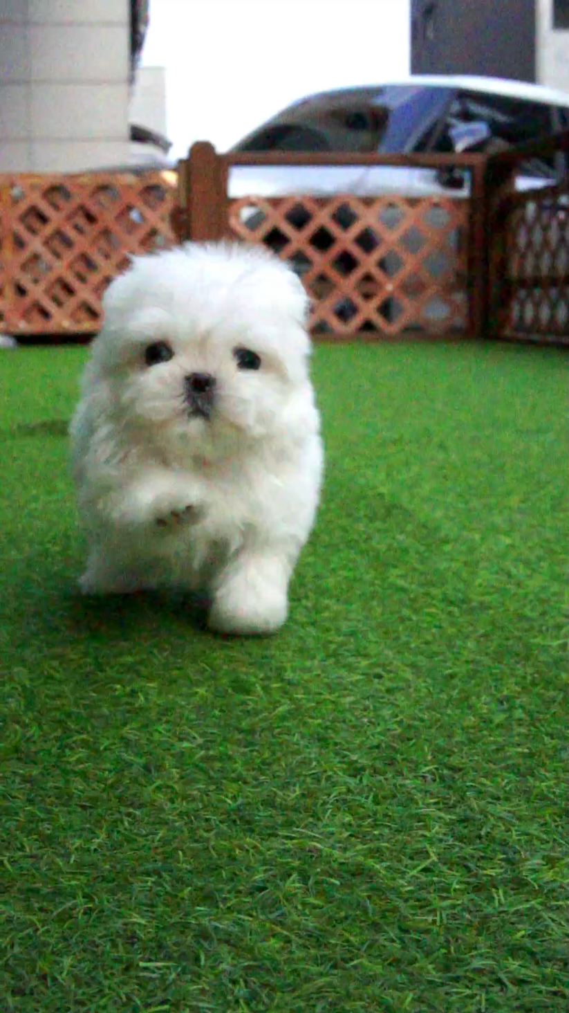 @Dogcastle_TH