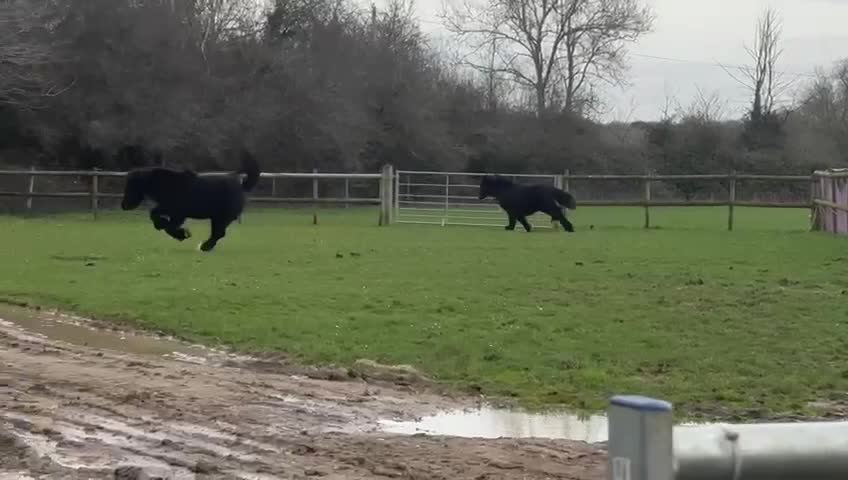 @Alfiepony