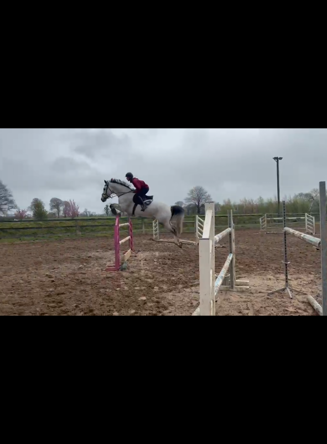 @irishsporthorses