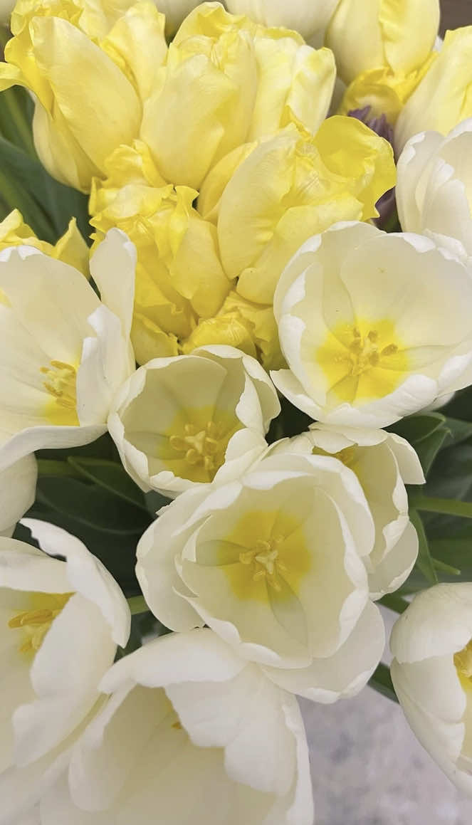 @🧚♀️yana🧚♀️
