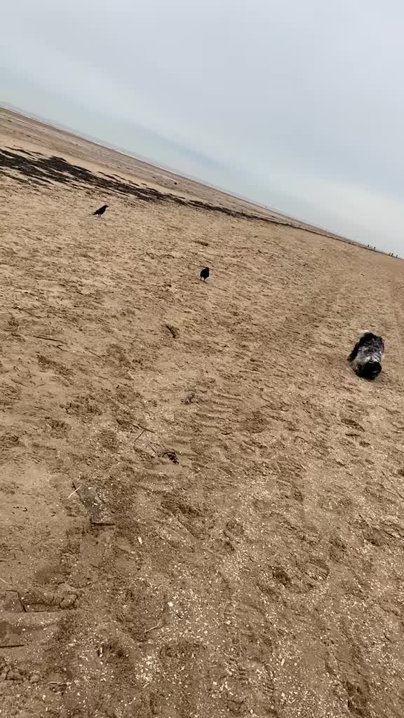 @Bev | Dogs • Hills • Outdoors