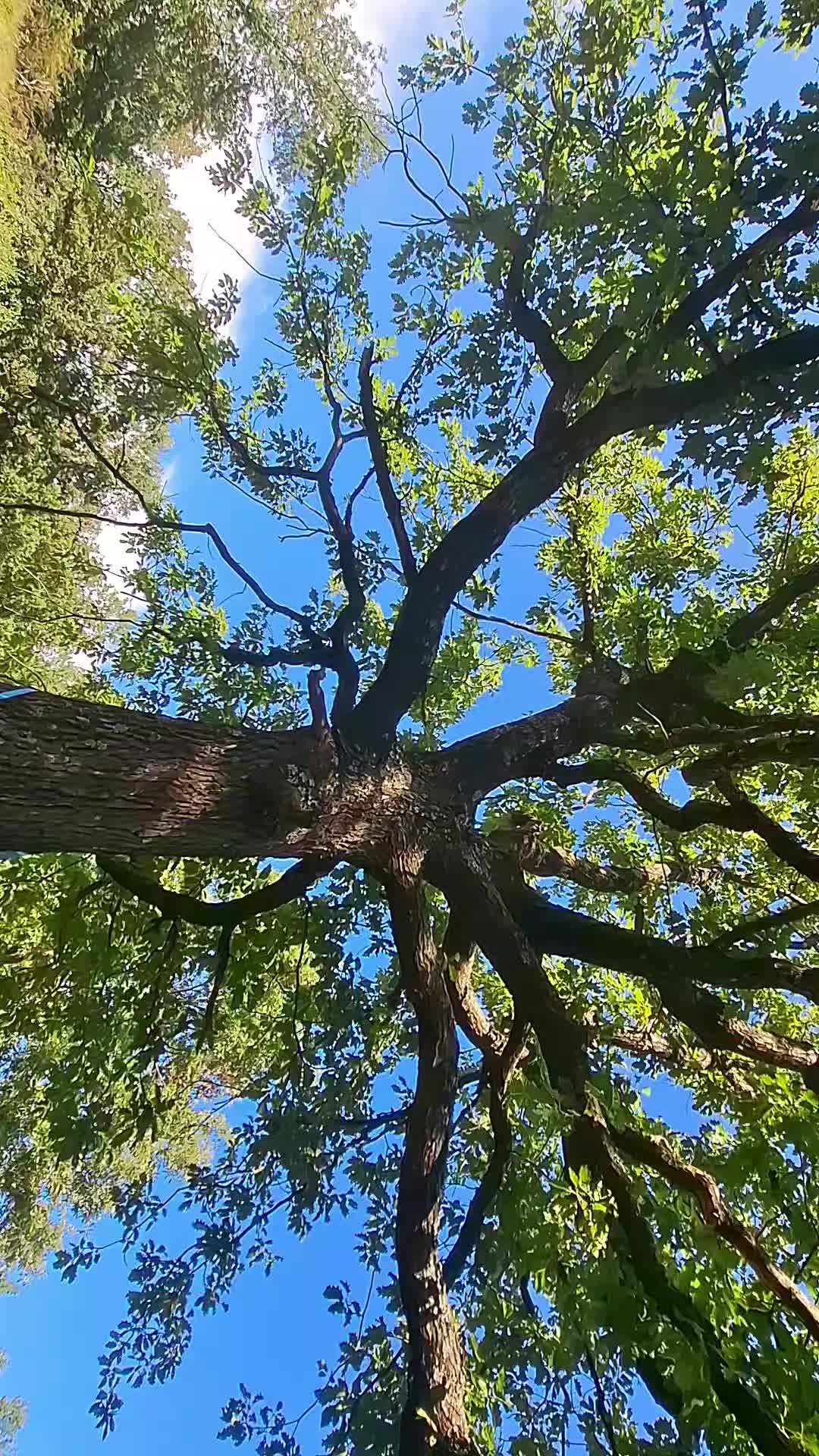@George.007