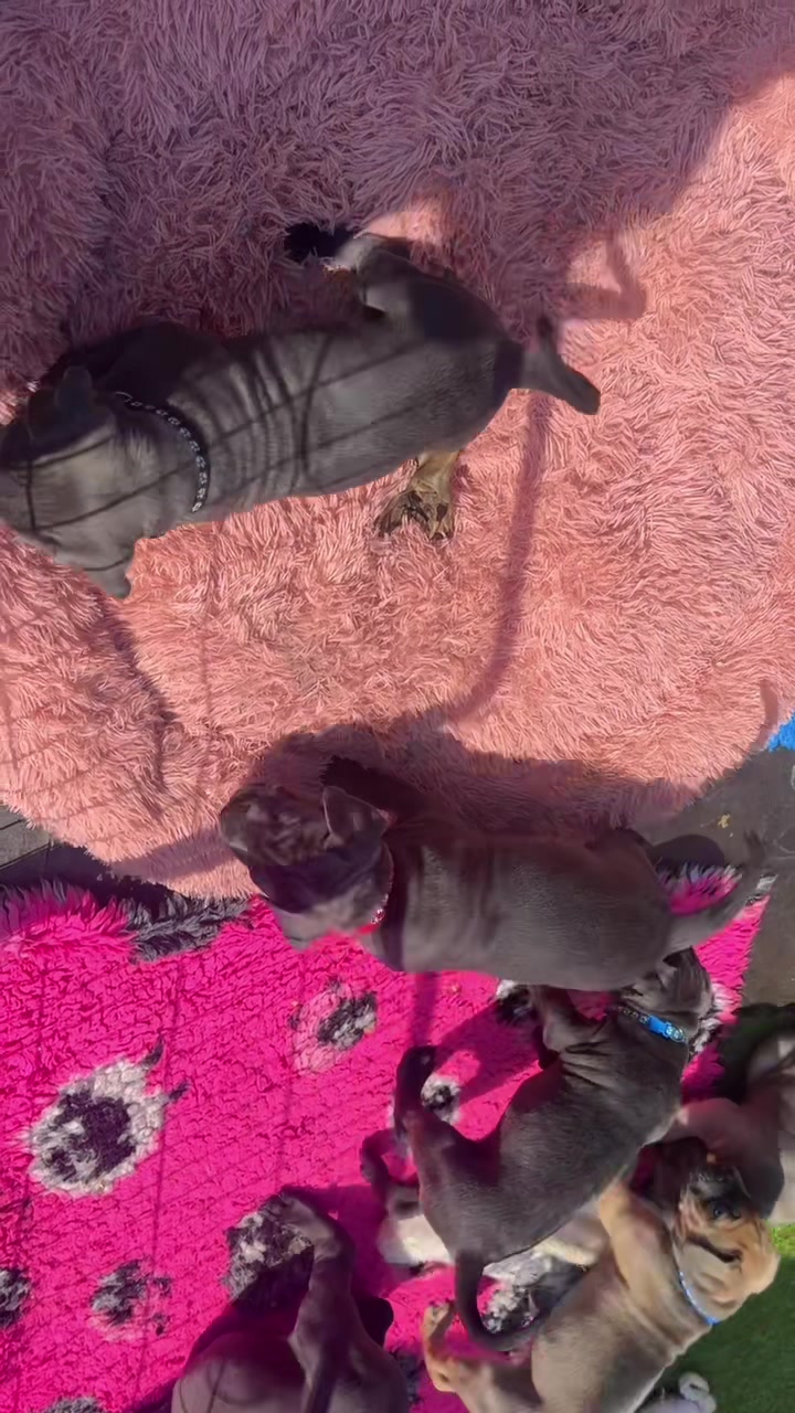 @Cane Corso PatoSquad