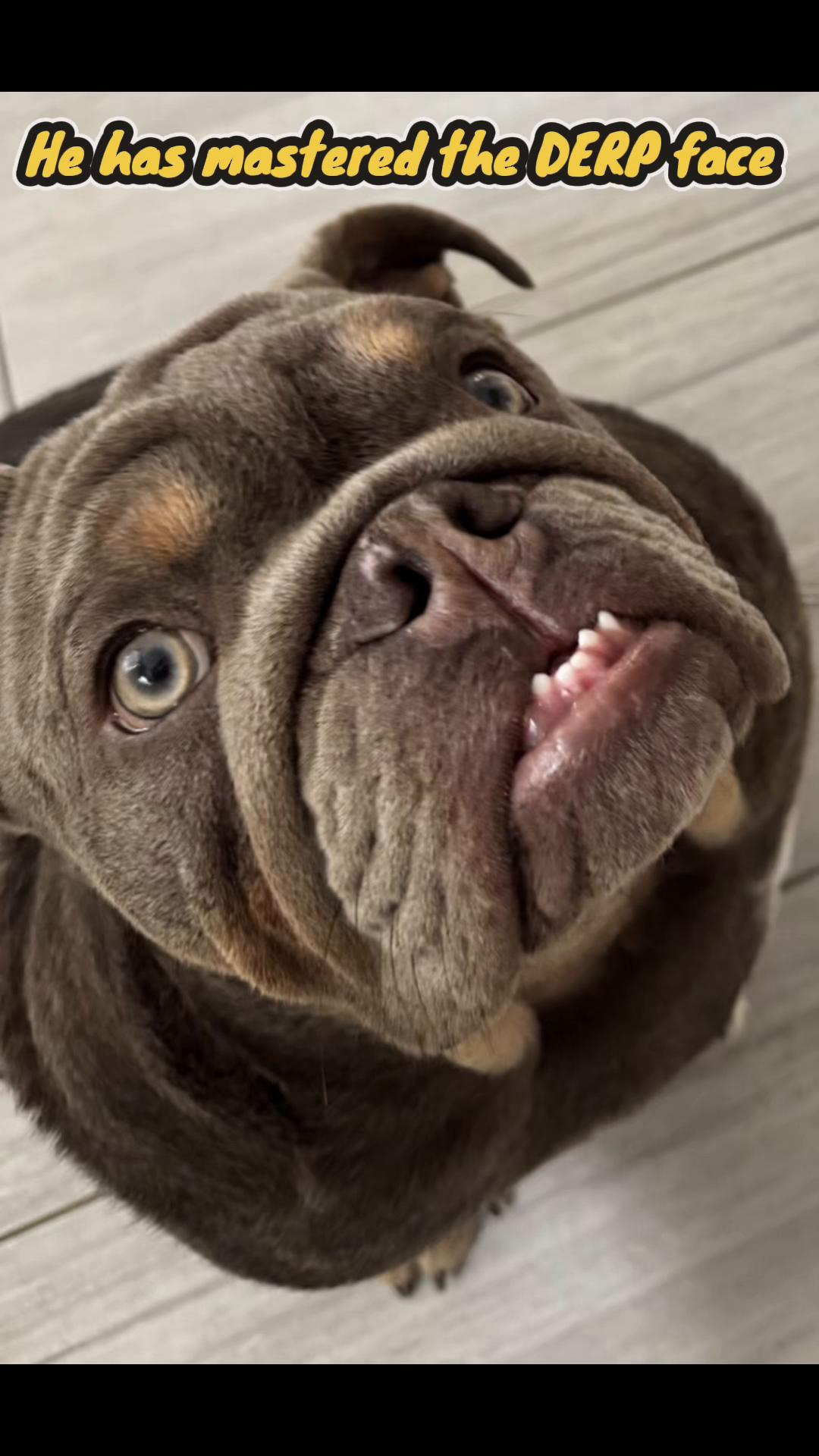 @RawlsTheBulldog