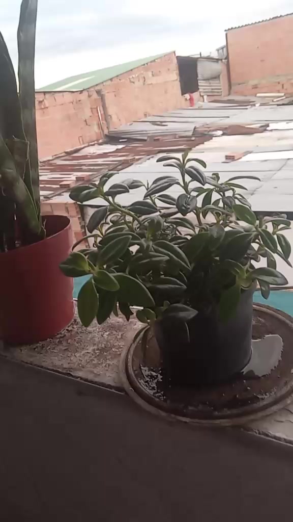 @morenita