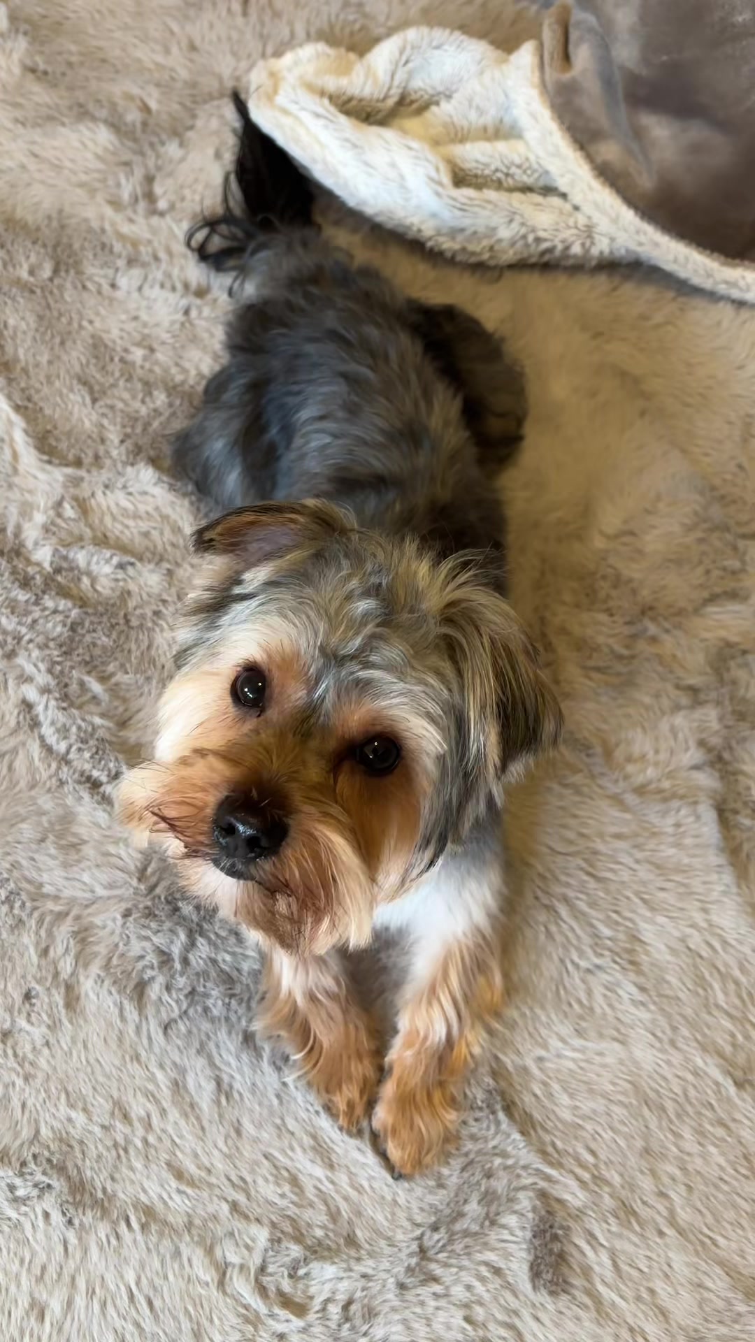 @Benjie the Yorkie