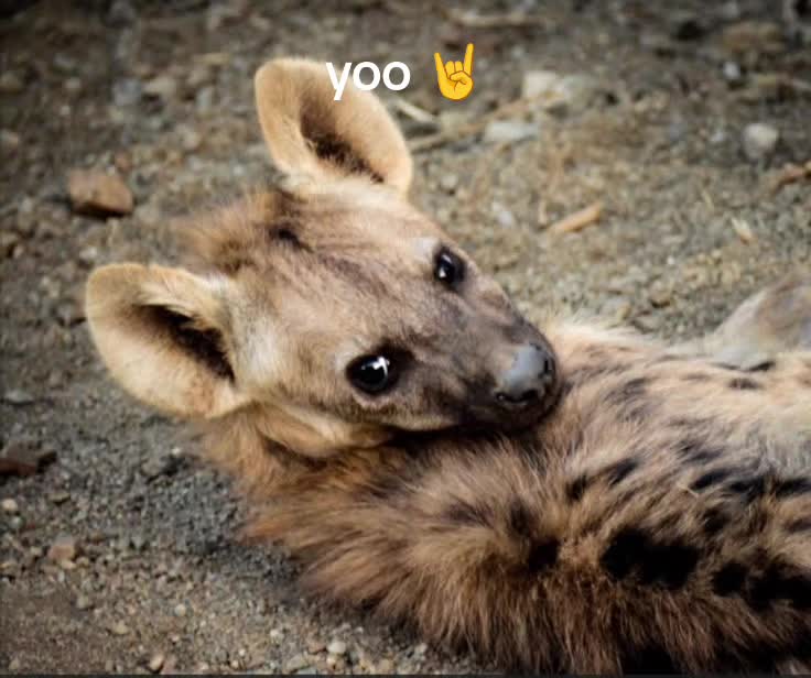 @AbrahamTheHyena✝️