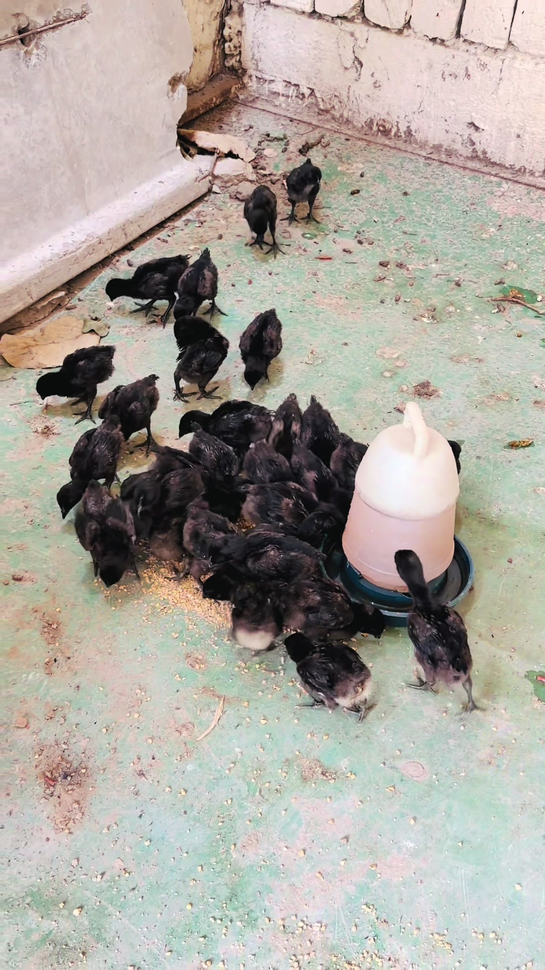 @Poultry Express 🐓