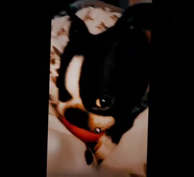 @Ruby the Boston Terrier-G7
