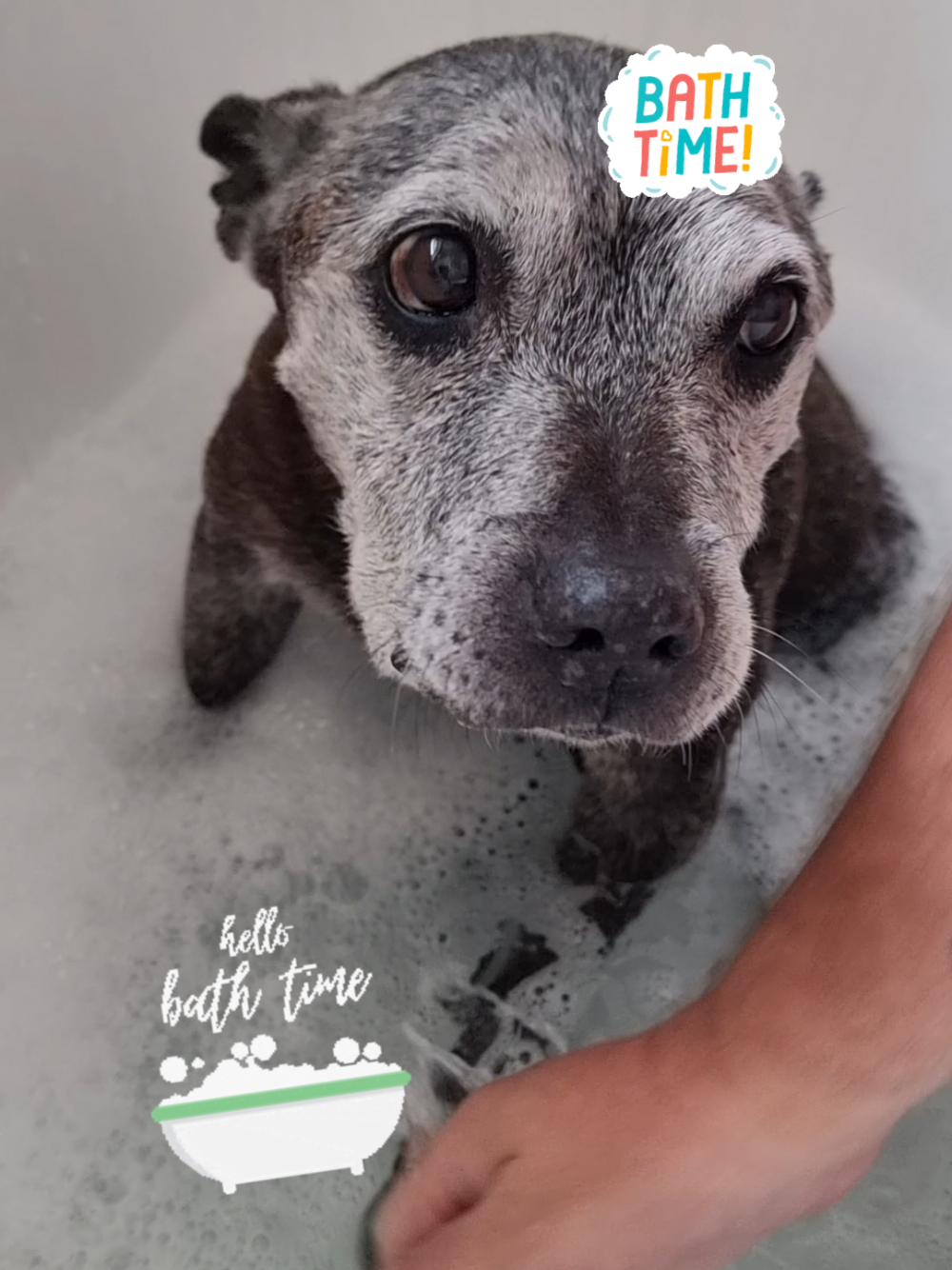 @Chloe The Staffy