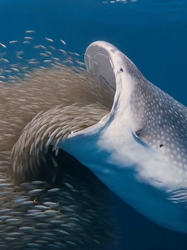 @Deep Sea 4K