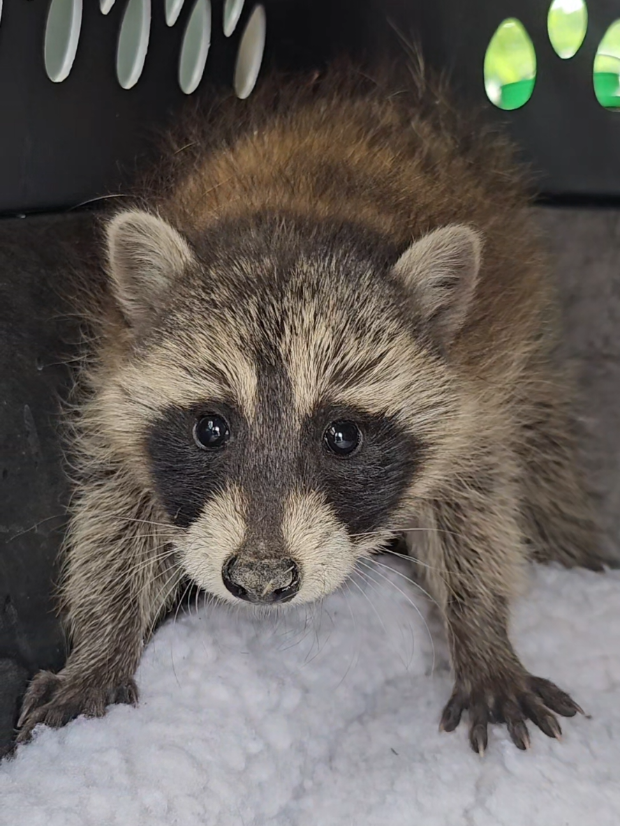 @saveafox