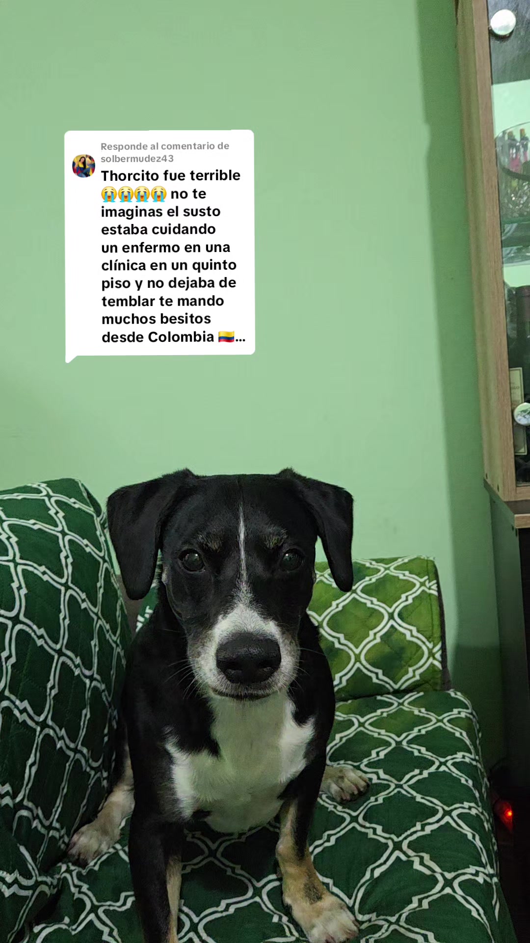 @Thor y Linda 🐾🐕❤️