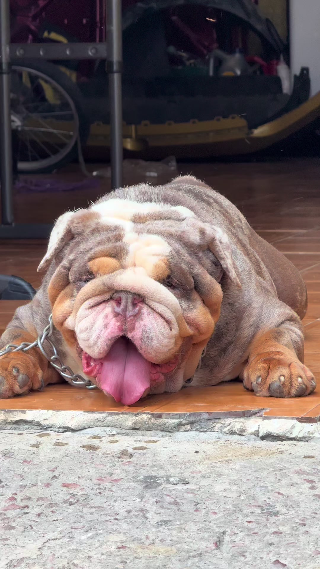 @Destroyers Bulldogs