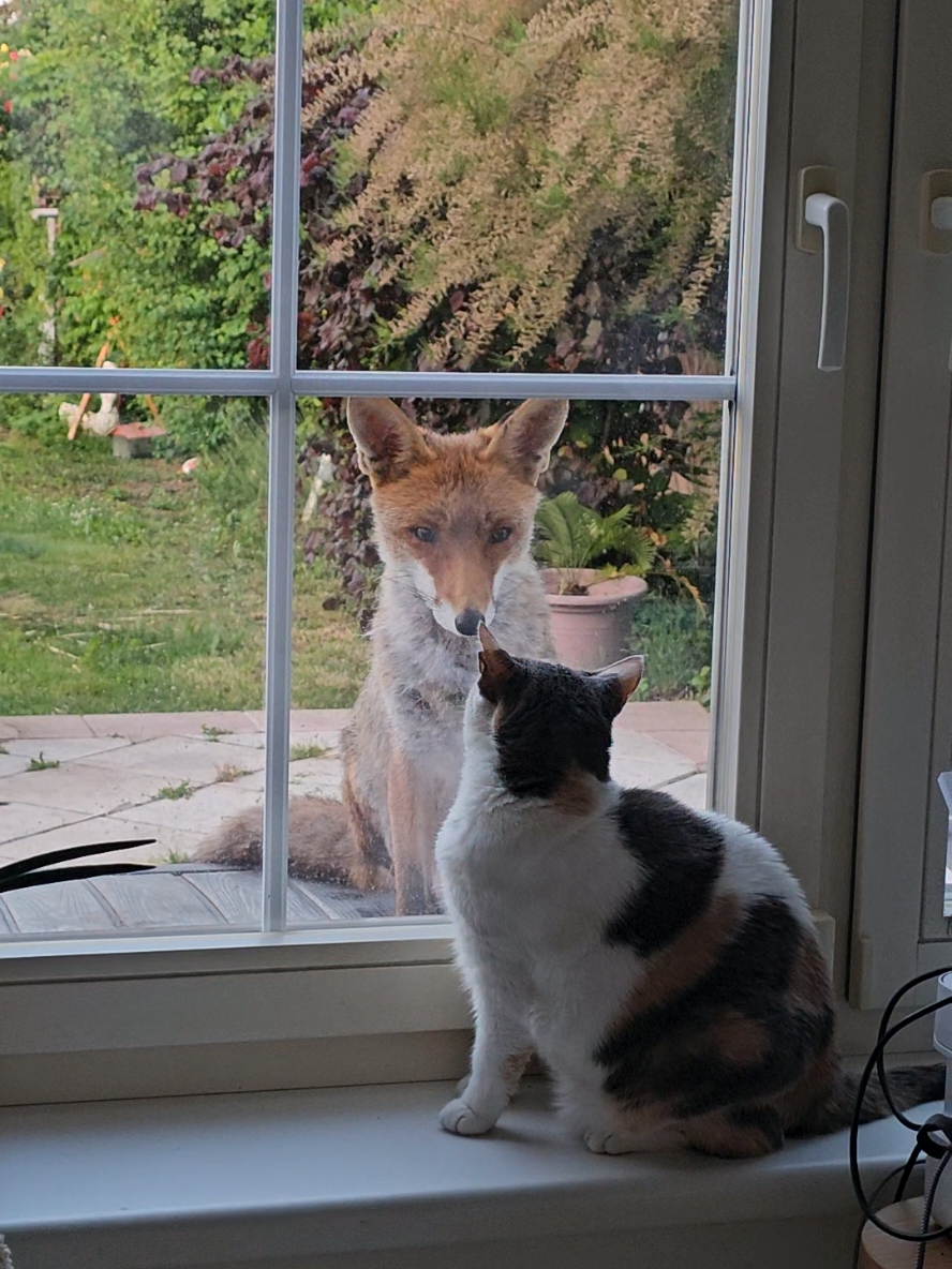 @🦊Welcome to Foxtown🦊