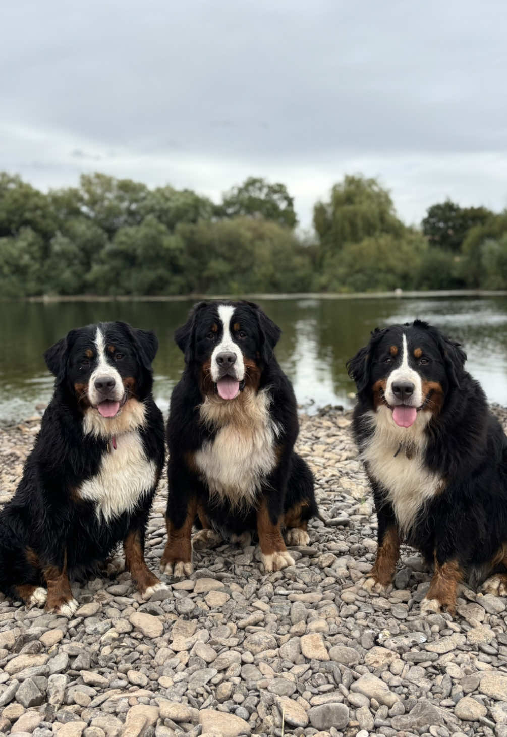 @Bramble, Ivy and Gino