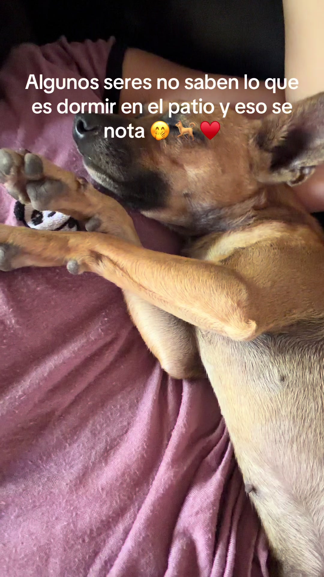 @Dog’s life 🐕
