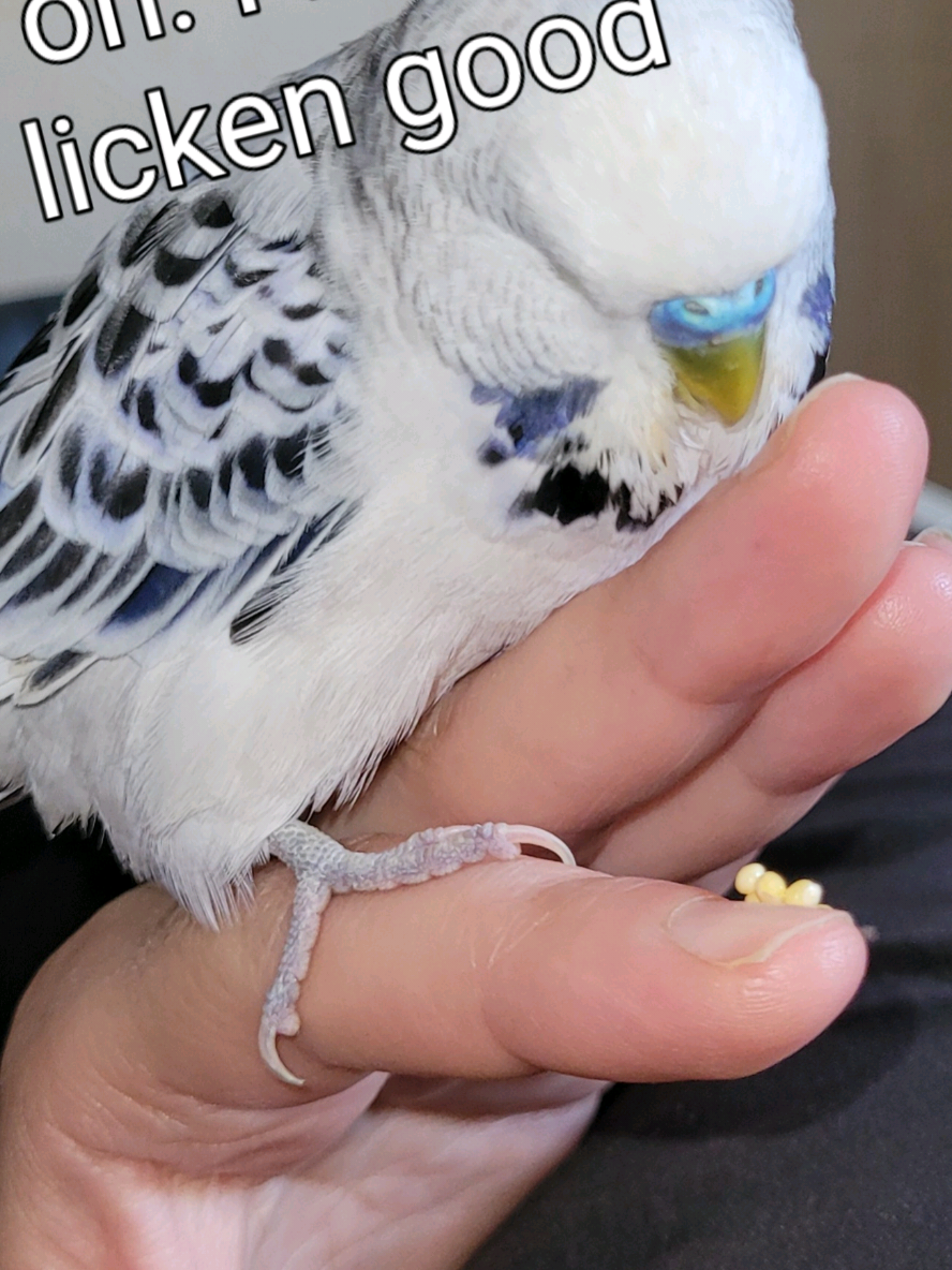 @Taha the Budgie