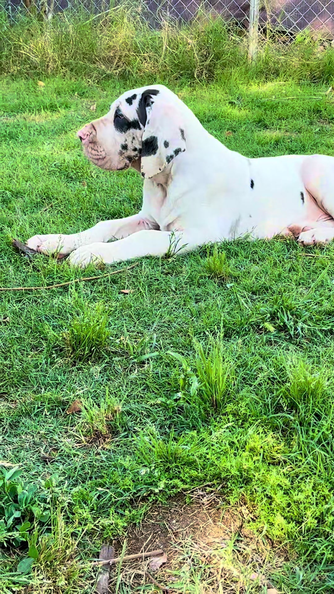 @Dеlмаdоg 🐾