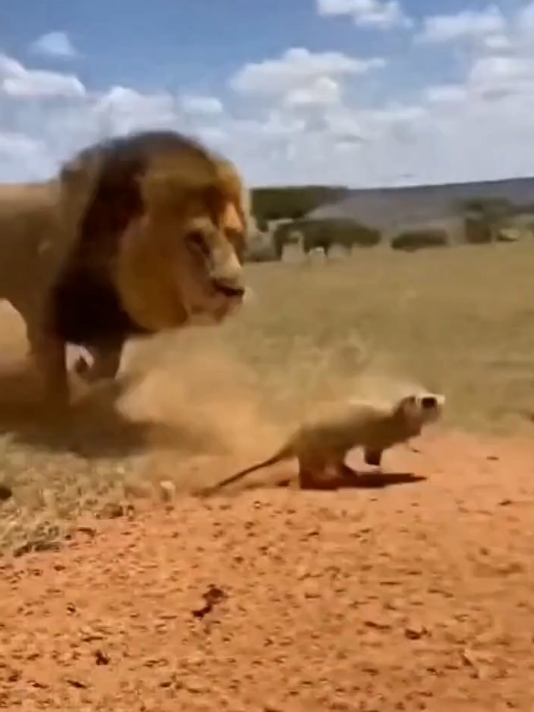 @Pride of the Wild