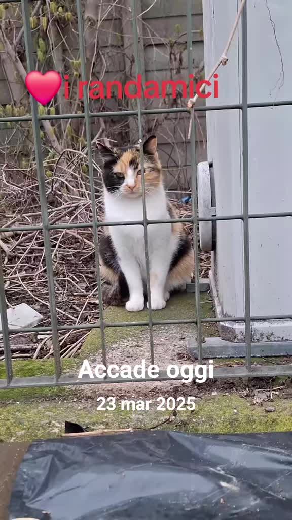 @gattopippo