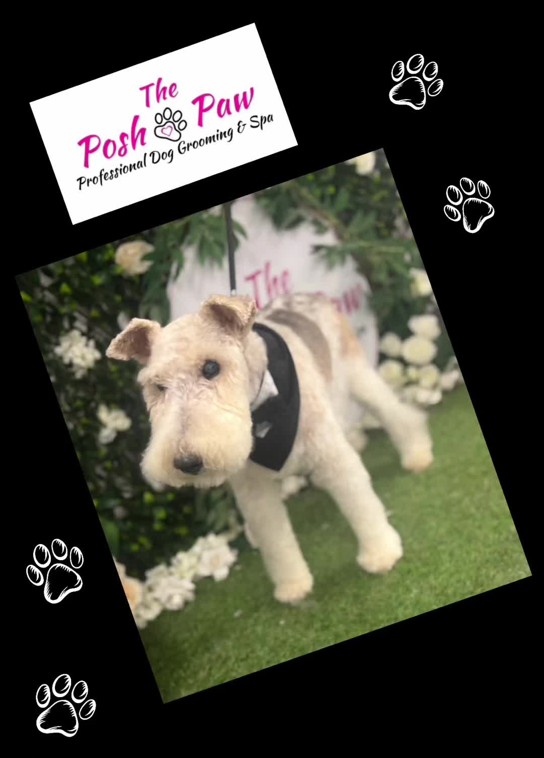 @The posh paw