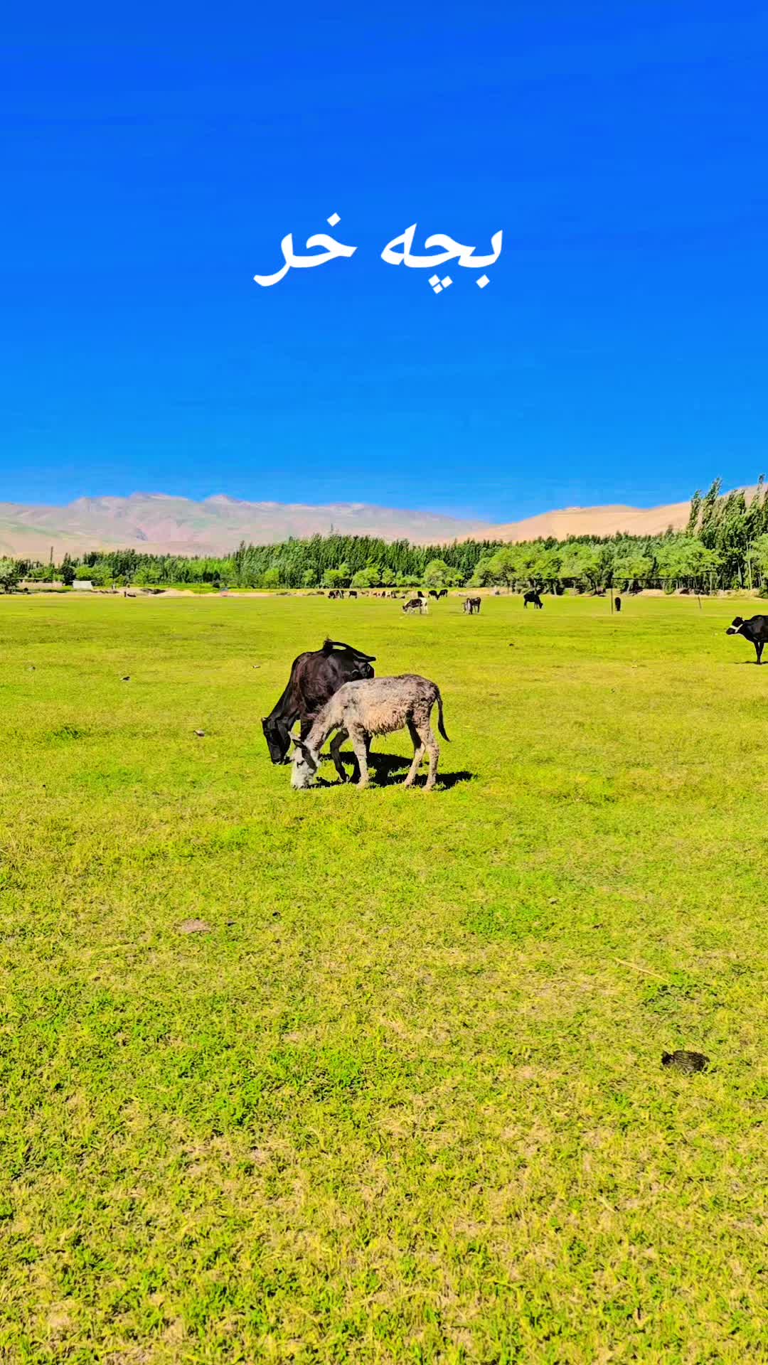@hayatullah Ishaqzai