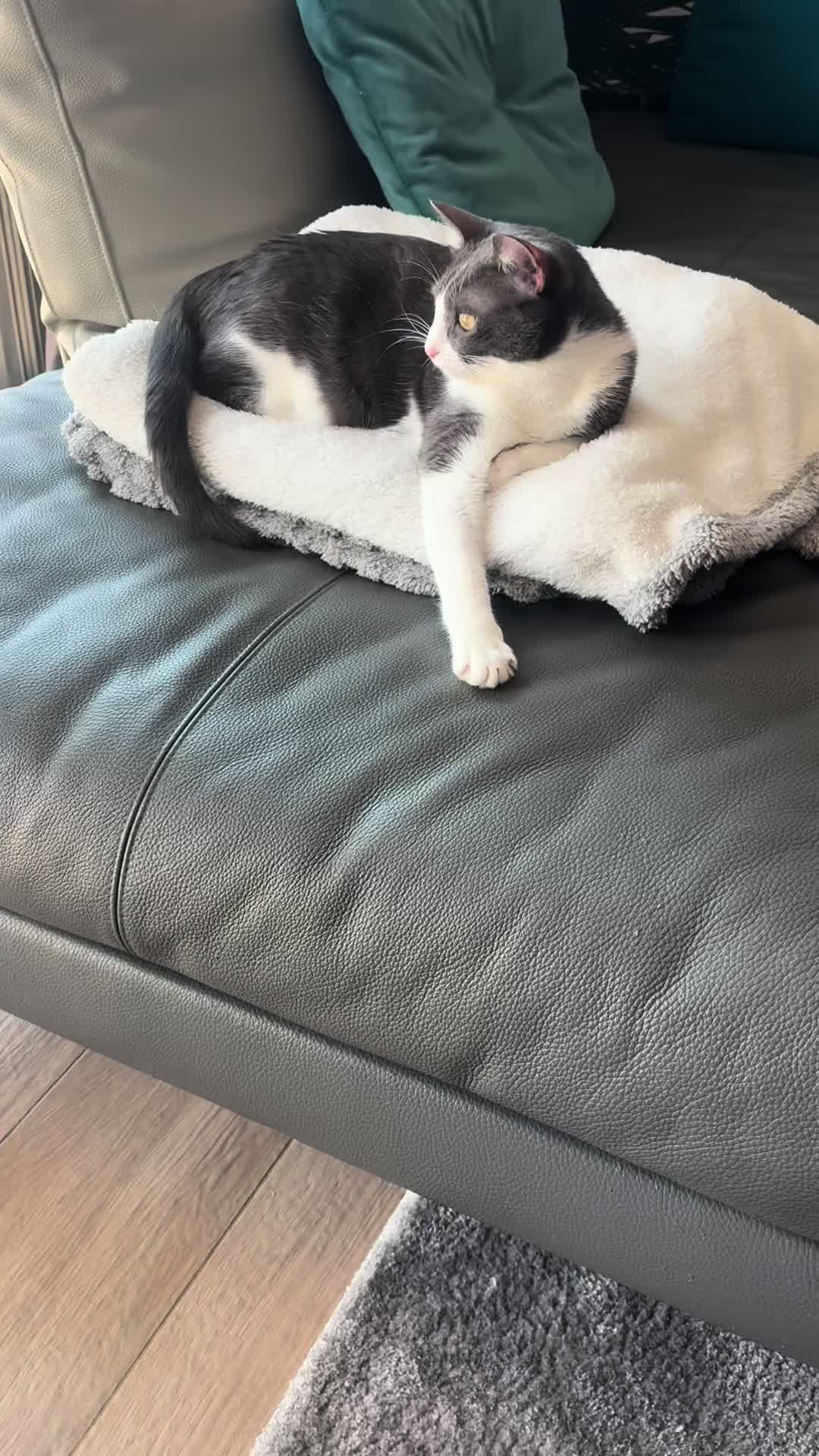 @Cippy & Romeo-a🤣
