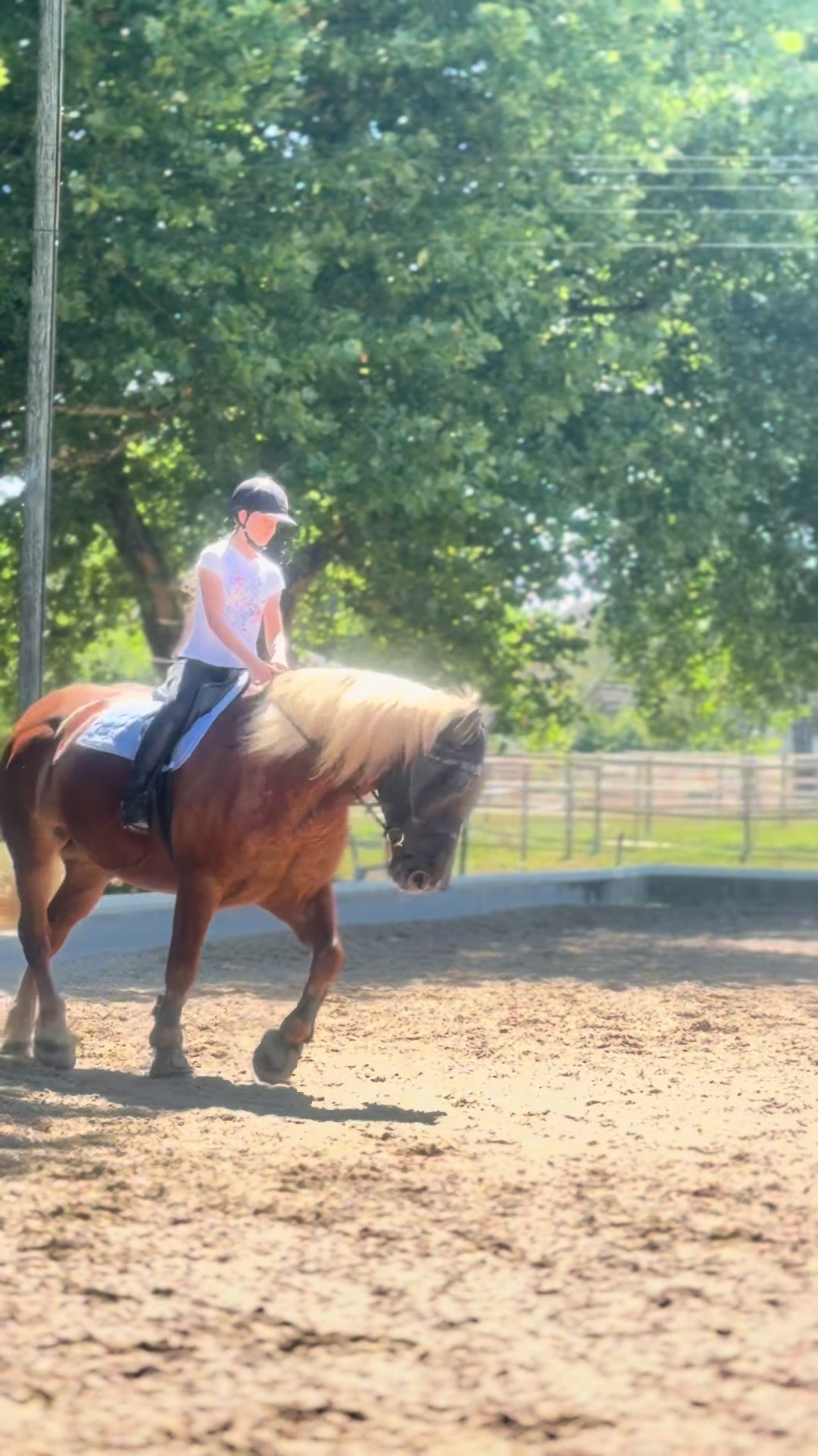 @_.coldblood.dressage_