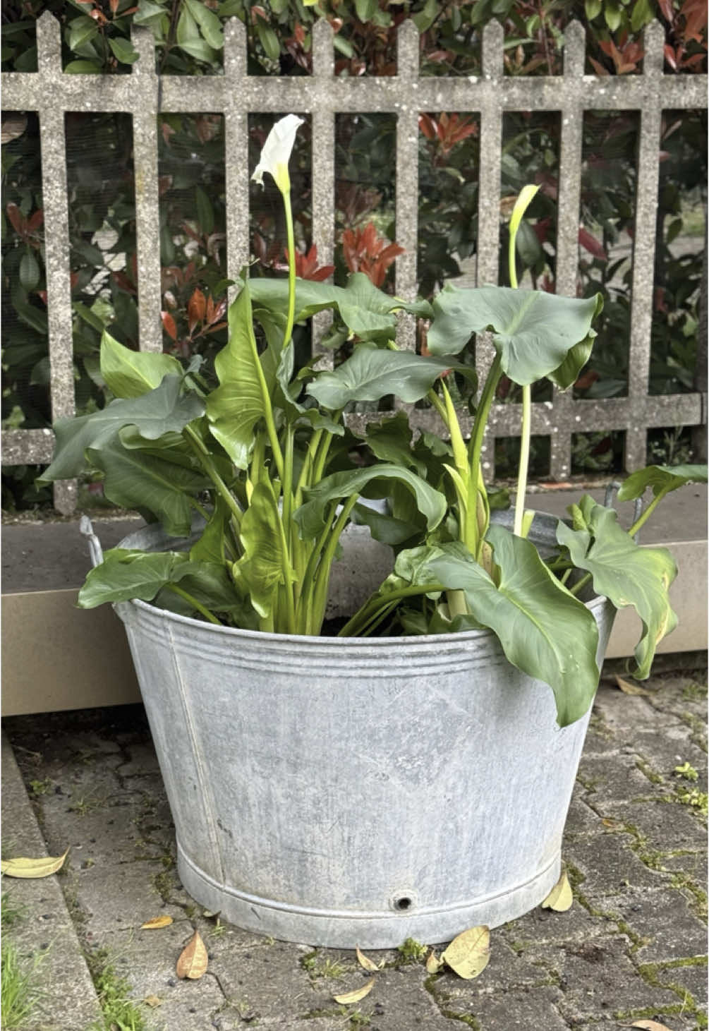 @Incanto Plant Shop