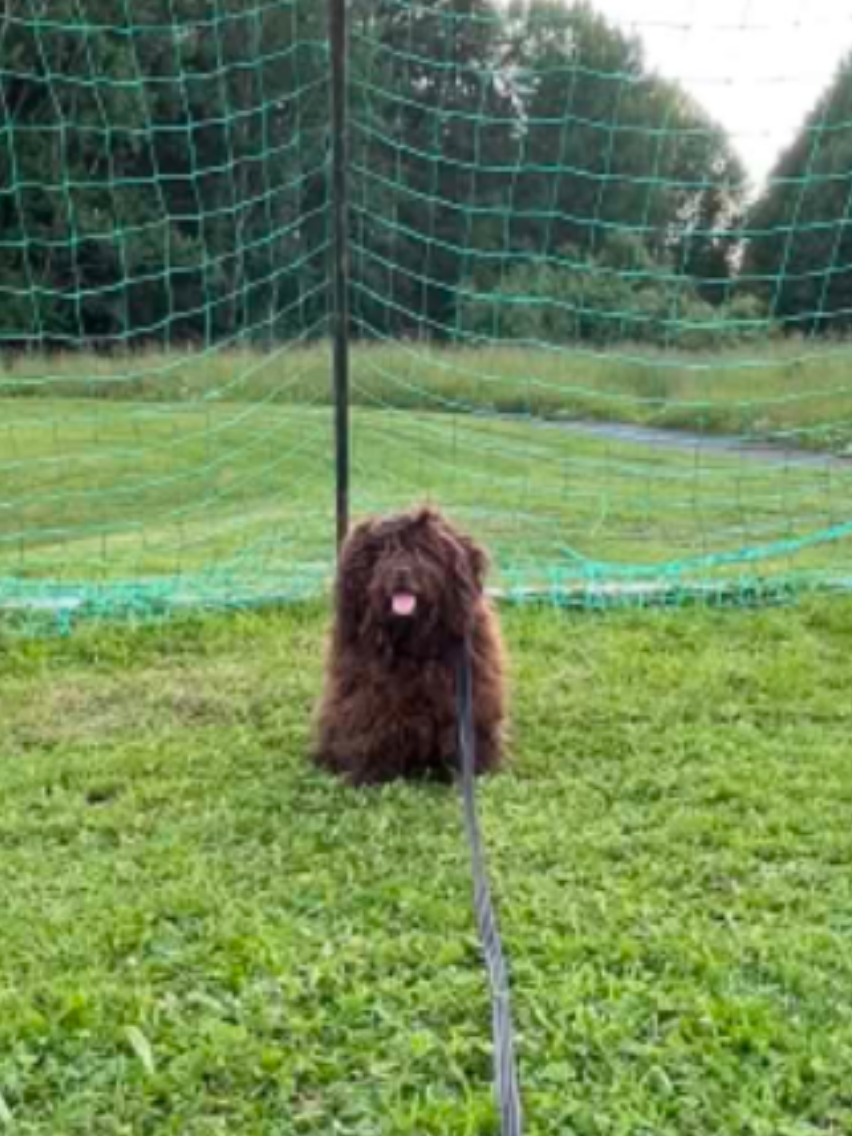 @🐾✨️mhdogs✨️🐾🇸🇪