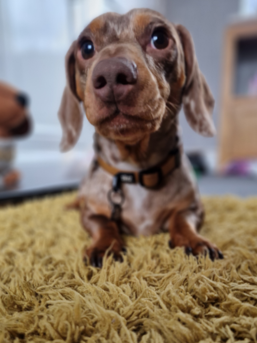 @Choritzo chipolata🐾