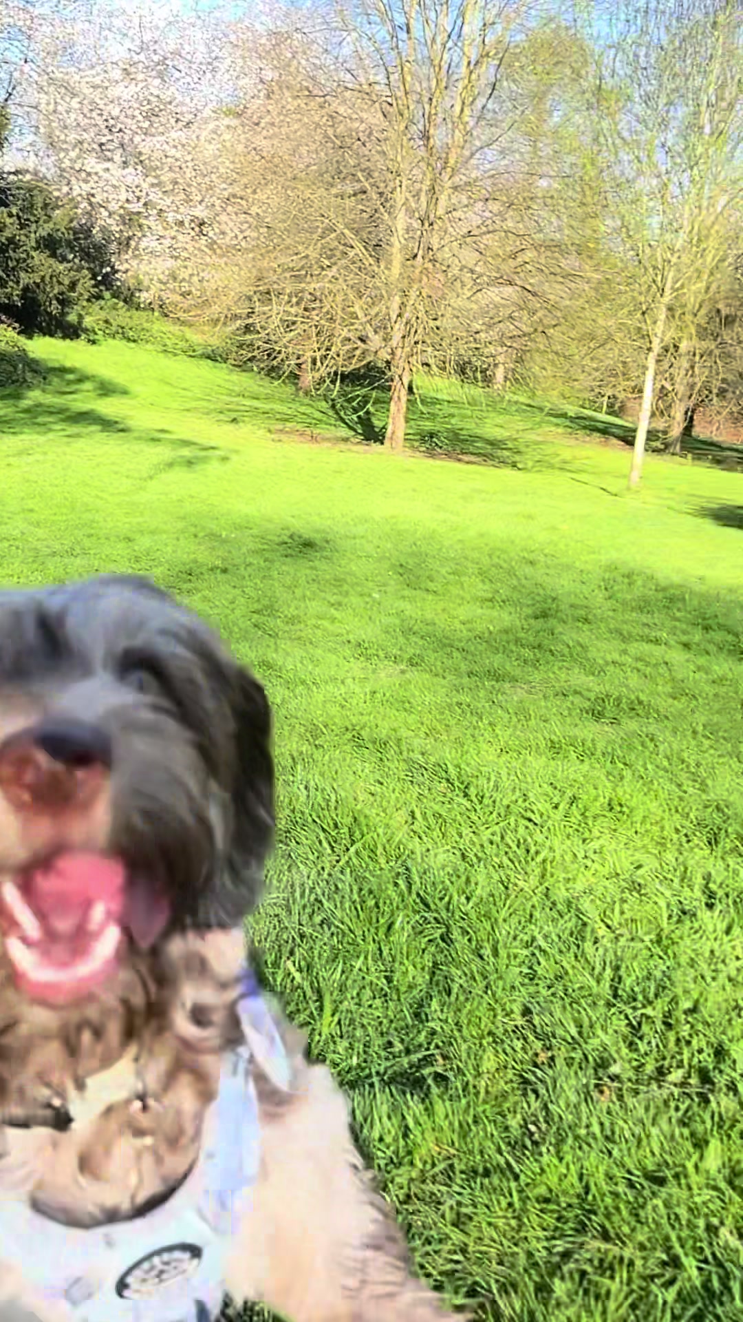 @pennythesprockerpoo