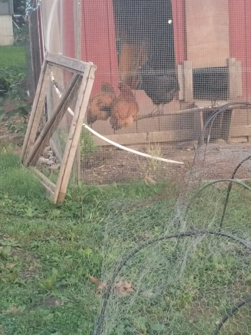 @CityChickenFarm