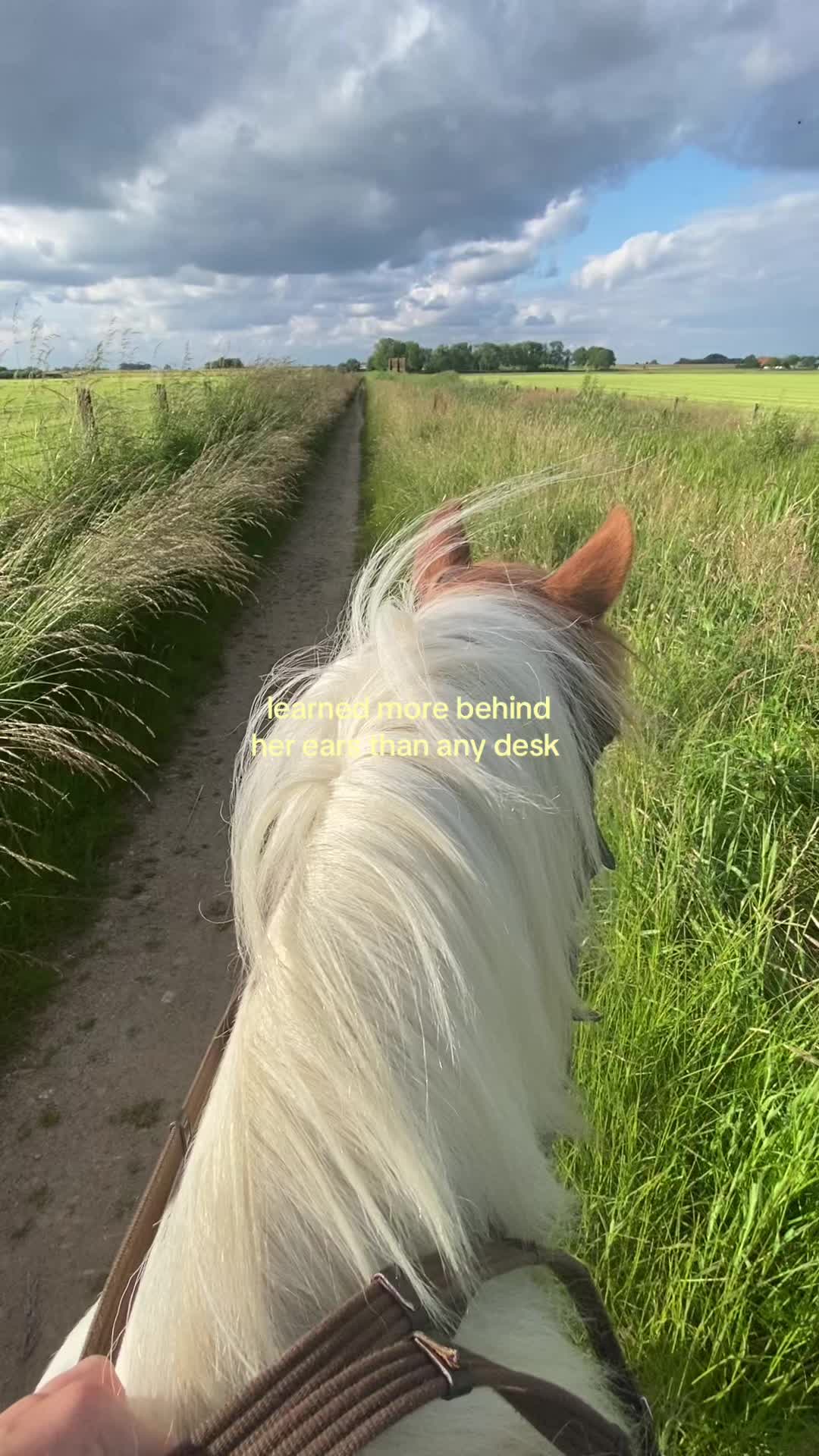 @idh_horses