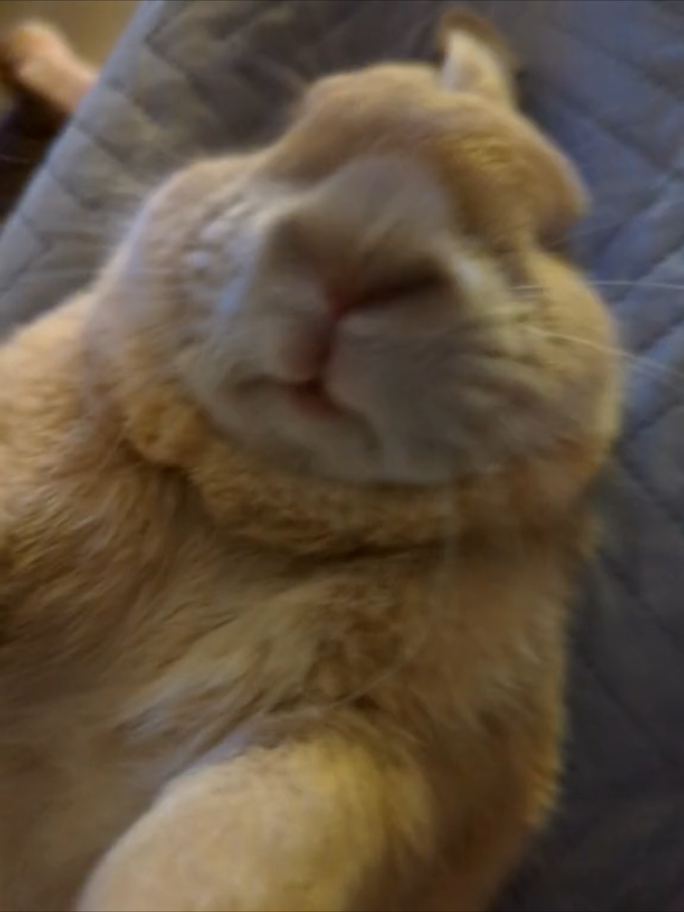 @Bunny Family